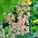 Смородина белая фото 1 