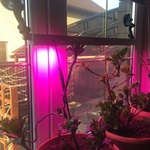 Светильник для растений Васат фото 5 