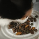 Корм для котов "Вискас" фото 2 