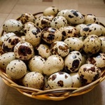 Яйца перепилинные фото 1 