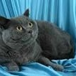 Британская короткошерстная кошка фото 1 