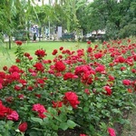 Роза фото 4 