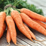 Морковь фото 1 