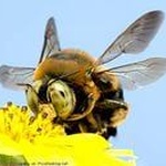 Пчела фото 1 