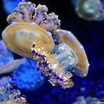 Медуза фото 1 