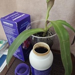 АМИНОСИЛ витамины для цветов концентрат 250 мл фото 3 