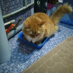 Наполнитель для кошачьего туалета Indian cat litte фото 3 