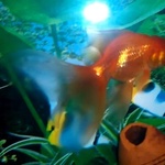 Золотая рыбка фото 1 