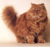 Персидцкий кот