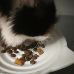 Корм для котов "Вискас" фото 1 