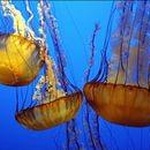 Медуза фото 2 