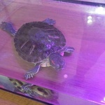 Морские камни KlavShop фото 2 