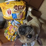 Запас кормов Pedigree на 2 недели фото 2 