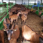 Строительство фермы для коз фото 1 