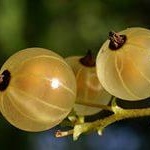 Смородина белая фото 2 