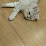 Британская короткошерстная кошка фото 2 