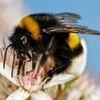 Alla.Demina