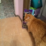 Наполнитель для кошачьего туалета Indian cat litte фото 1 