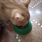 Smart cat сухой корм для кошек фото 1 