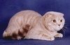 Шотландская вислоухая кошка или скоттиш-фолд