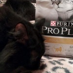 Сухой Корм Purina Pro Plan Light для кошек фото 2 