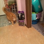 Наполнитель для кошачьего туалета Indian cat litte фото 4 