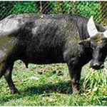 Тамарау, или филиппинский буйвол фото 1 