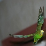 Волнистый попугай / Melopsittacus undulatus фото 1 