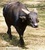 Тамарау, или филиппинский буйвол