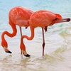 Ольга