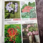 Журнал "Цветы в доме" фото 3 