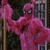 Pink spider