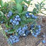 Голубика ягода фото 2 