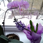 Витамины для орхидей Аминосил, спрей 350 мл фото 1 