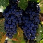 Виноград фото 1 