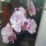 Орхидея фото 1 