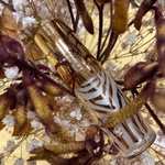 Фитоблеск для губ Sisley Le Phyto-Gloss фото 1 