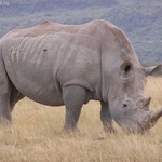 Носорог фото 2 