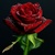 Роза