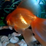 Золотая рыбка фото 3 